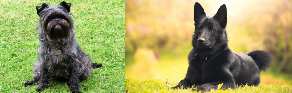 Black Norwegian Elkhound vs Affenpinscher - Breed Comparison
