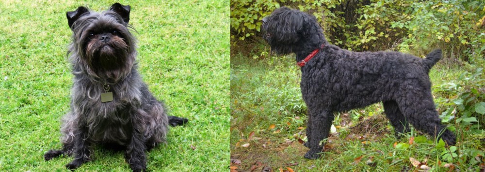 Black Russian Terrier vs Affenpinscher - Breed Comparison