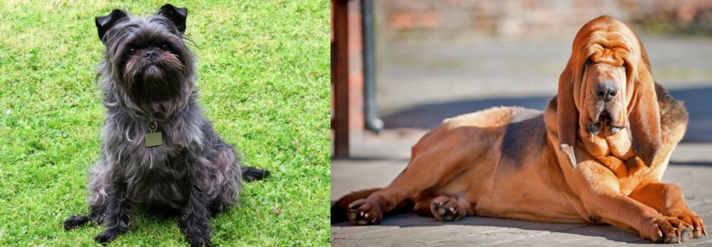 Bloodhound vs Affenpinscher - Breed Comparison