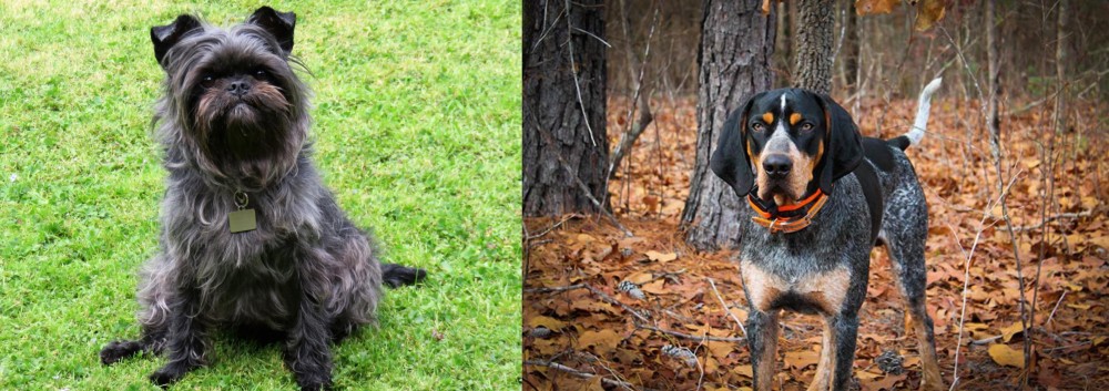 Bluetick Coonhound vs Affenpinscher - Breed Comparison