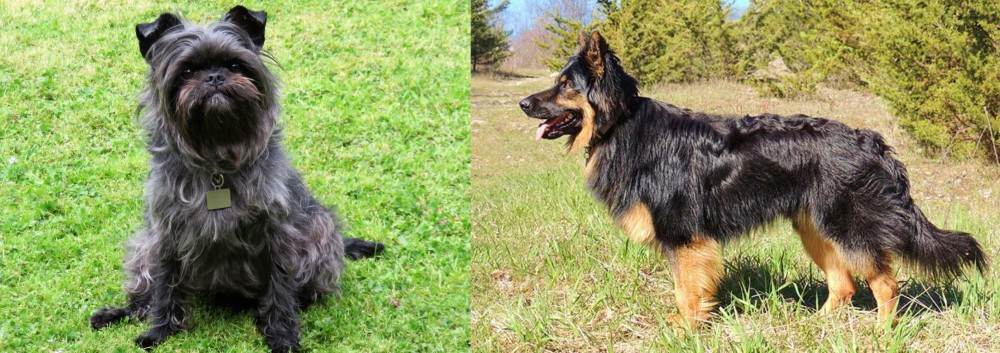 Bohemian Shepherd vs Affenpinscher - Breed Comparison