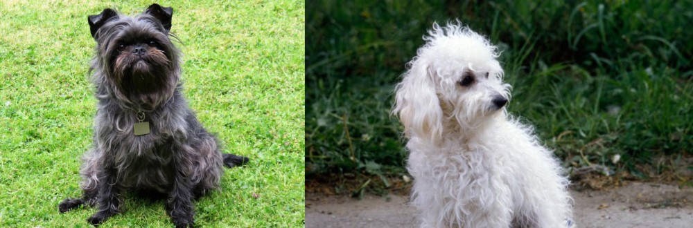 Bolognese vs Affenpinscher - Breed Comparison