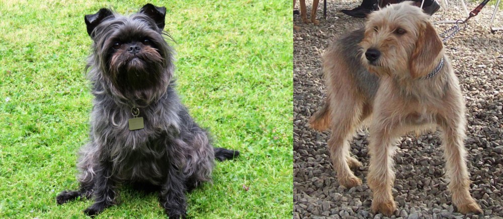 Bosnian Coarse-Haired Hound vs Affenpinscher - Breed Comparison