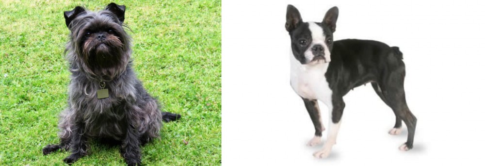 Boston Terrier vs Affenpinscher - Breed Comparison