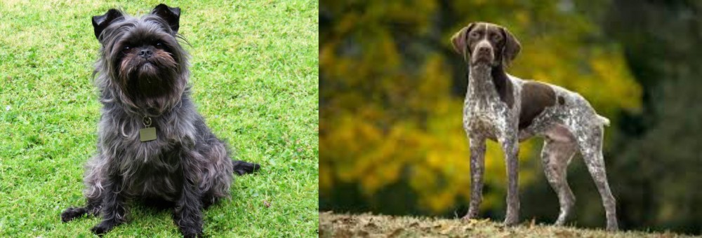 Braque Francais (Gascogne Type) vs Affenpinscher - Breed Comparison