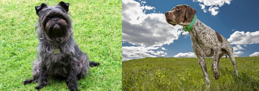 Braque Francais (Pyrenean Type) vs Affenpinscher - Breed Comparison