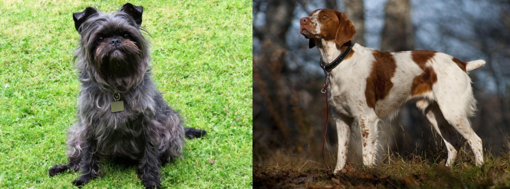 Brittany vs Affenpinscher - Breed Comparison
