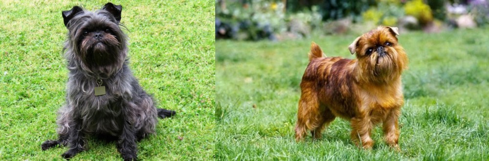 Brussels Griffon vs Affenpinscher - Breed Comparison