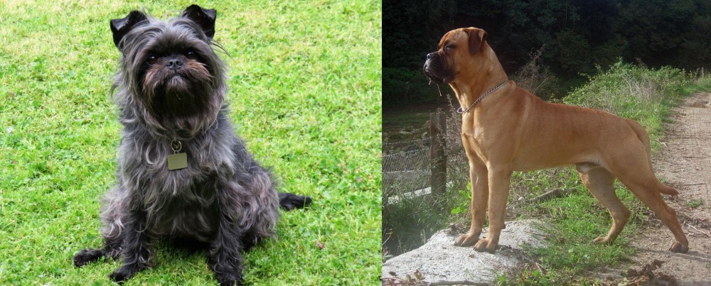 Bullmastiff vs Affenpinscher - Breed Comparison