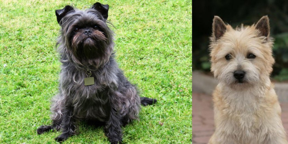 Cairn Terrier vs Affenpinscher - Breed Comparison