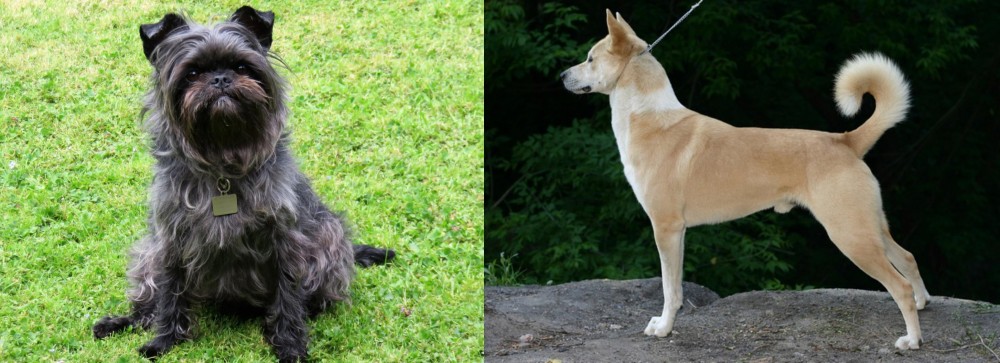 Canaan Dog vs Affenpinscher - Breed Comparison
