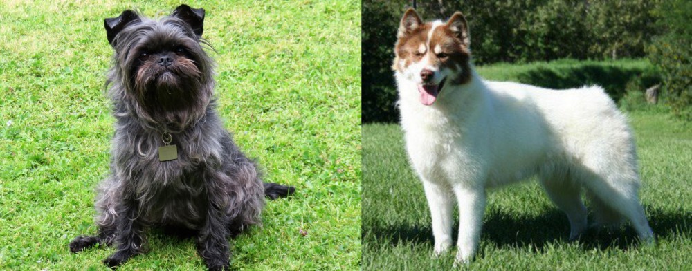 Canadian Eskimo Dog vs Affenpinscher - Breed Comparison