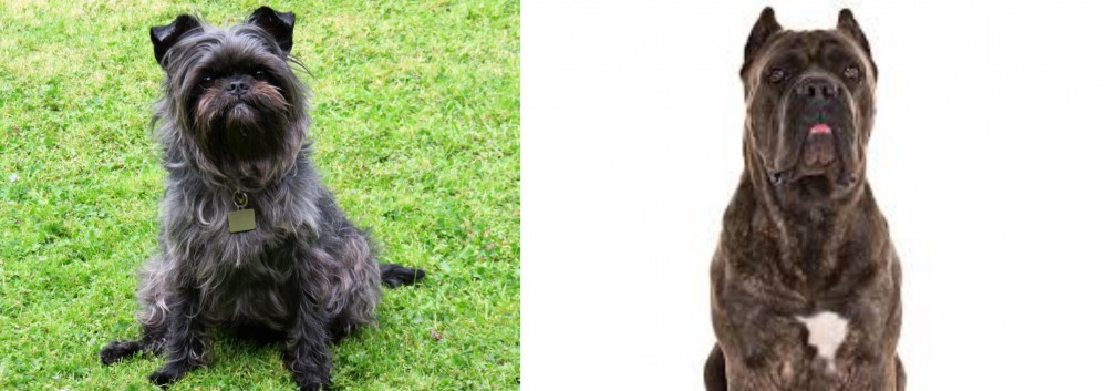 Cane Corso vs Affenpinscher - Breed Comparison