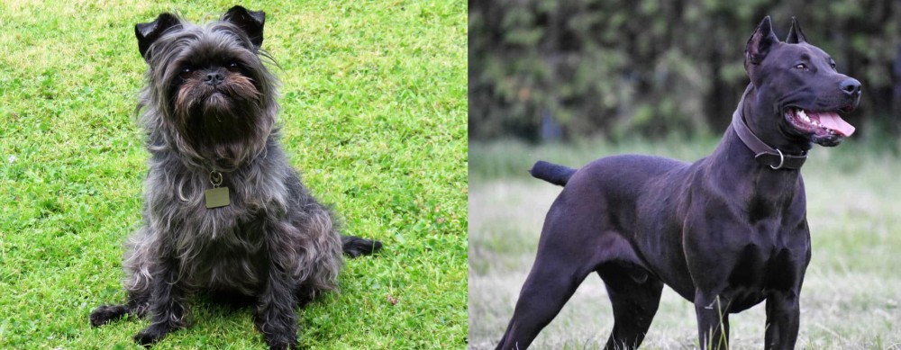 Canis Panther vs Affenpinscher - Breed Comparison