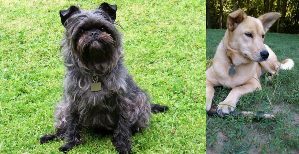 Carolina Dog vs Affenpinscher - Breed Comparison