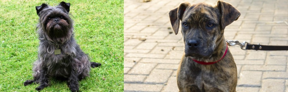 Catahoula Bulldog vs Affenpinscher - Breed Comparison