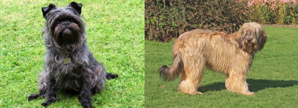 Catalan Sheepdog vs Affenpinscher - Breed Comparison