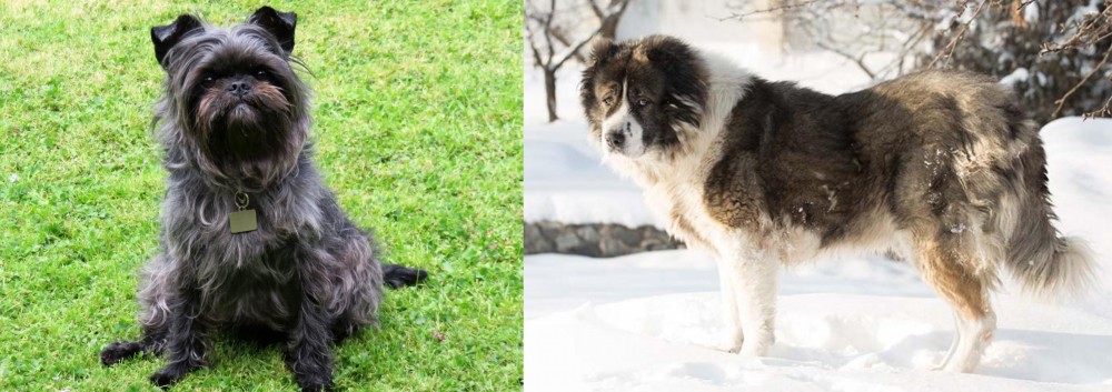 Caucasian Shepherd vs Affenpinscher - Breed Comparison