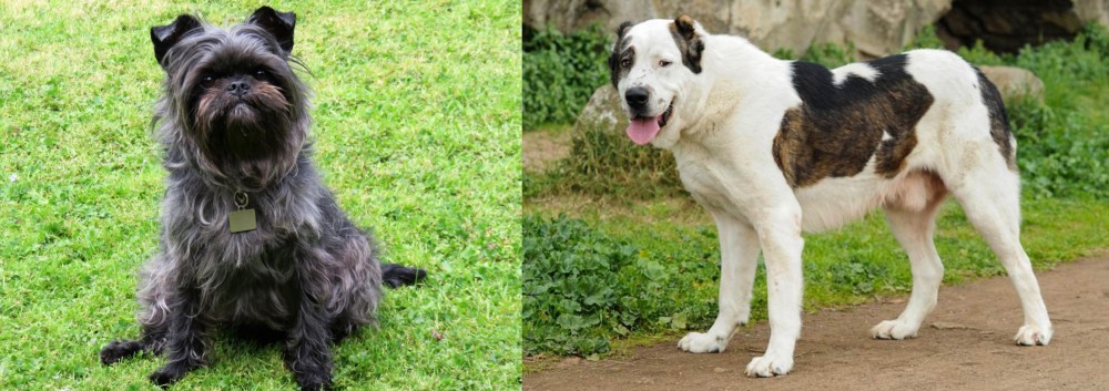 Central Asian Shepherd vs Affenpinscher - Breed Comparison