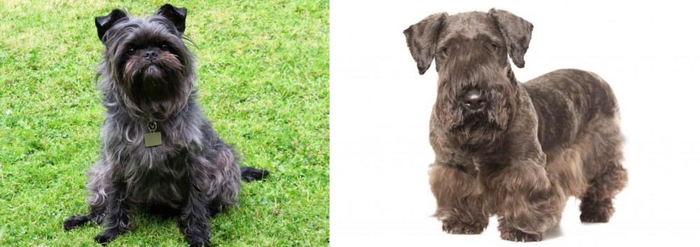 Cesky Terrier vs Affenpinscher - Breed Comparison