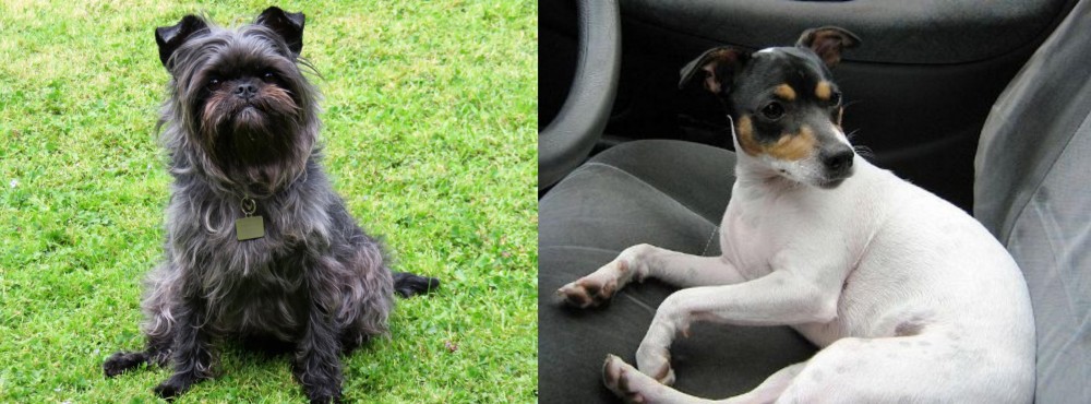 Chilean Fox Terrier vs Affenpinscher - Breed Comparison