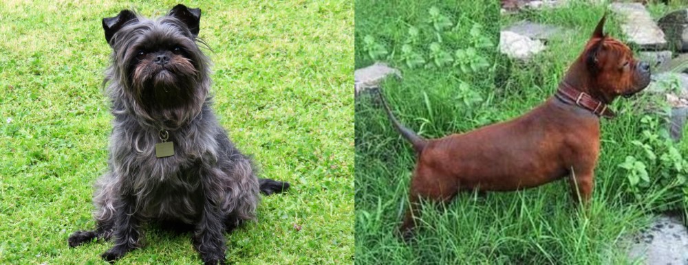 Chinese Chongqing Dog vs Affenpinscher - Breed Comparison