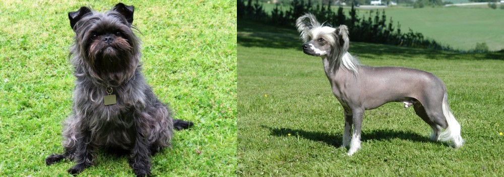 Chinese Crested Dog vs Affenpinscher - Breed Comparison