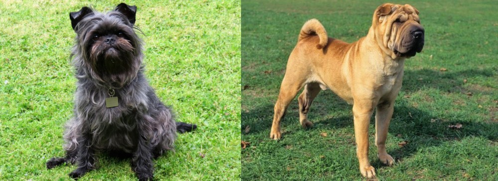 Chinese Shar Pei vs Affenpinscher - Breed Comparison