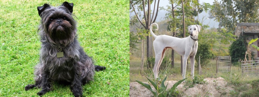 Chippiparai vs Affenpinscher - Breed Comparison