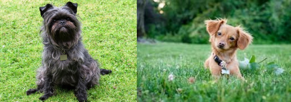Chiweenie vs Affenpinscher - Breed Comparison