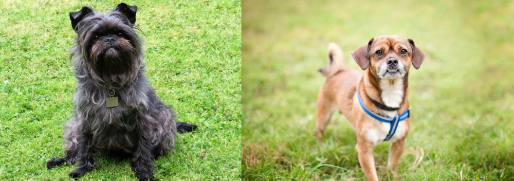 Chug vs Affenpinscher - Breed Comparison