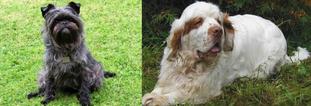 Clumber Spaniel vs Affenpinscher - Breed Comparison