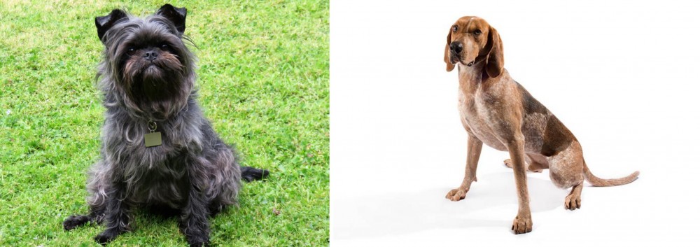 Coonhound vs Affenpinscher - Breed Comparison