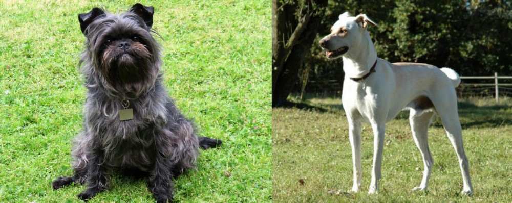 Cretan Hound vs Affenpinscher - Breed Comparison