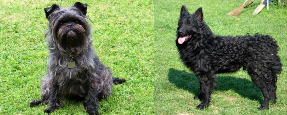 Croatian Sheepdog vs Affenpinscher - Breed Comparison