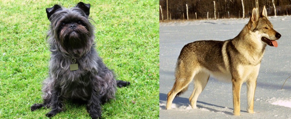 Czechoslovakian Wolfdog vs Affenpinscher - Breed Comparison