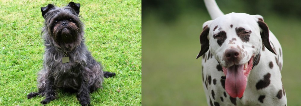 Dalmatian vs Affenpinscher - Breed Comparison