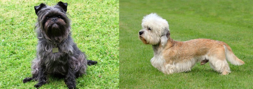 Dandie Dinmont Terrier vs Affenpinscher - Breed Comparison