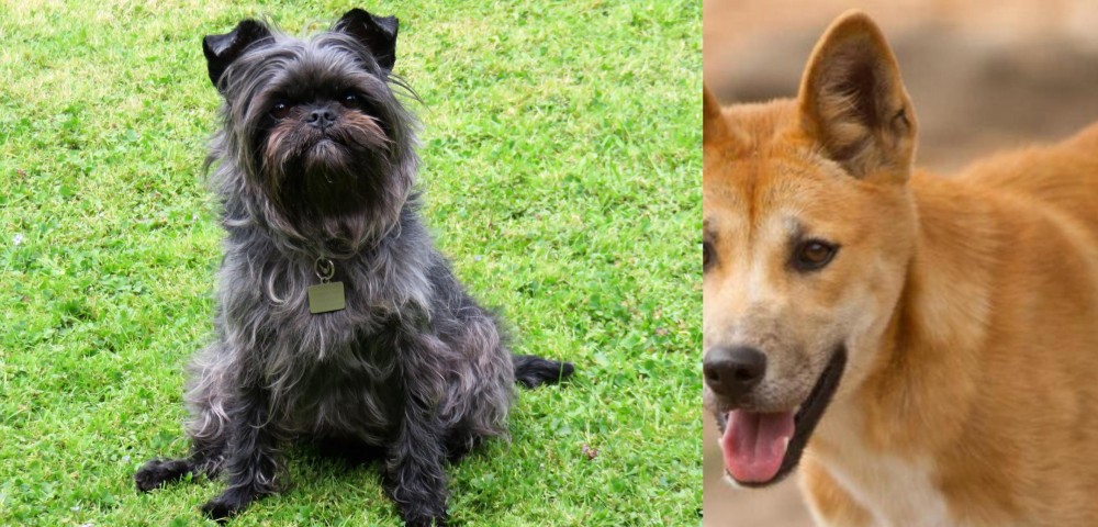 Dingo vs Affenpinscher - Breed Comparison