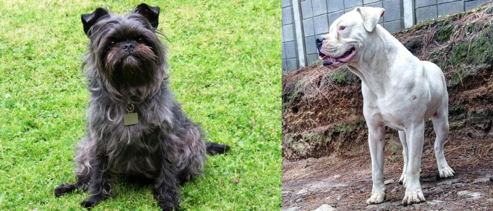 Dogo Guatemalteco vs Affenpinscher - Breed Comparison