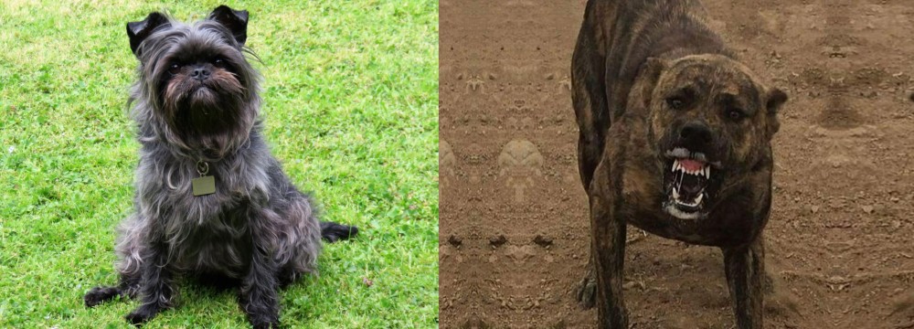 Dogo Sardesco vs Affenpinscher - Breed Comparison