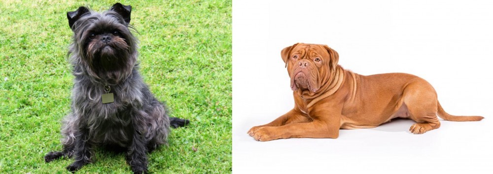 Dogue De Bordeaux vs Affenpinscher - Breed Comparison