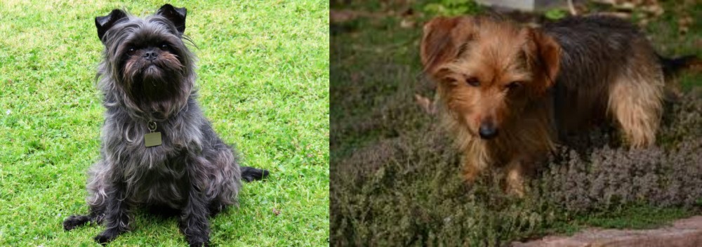 Dorkie vs Affenpinscher - Breed Comparison