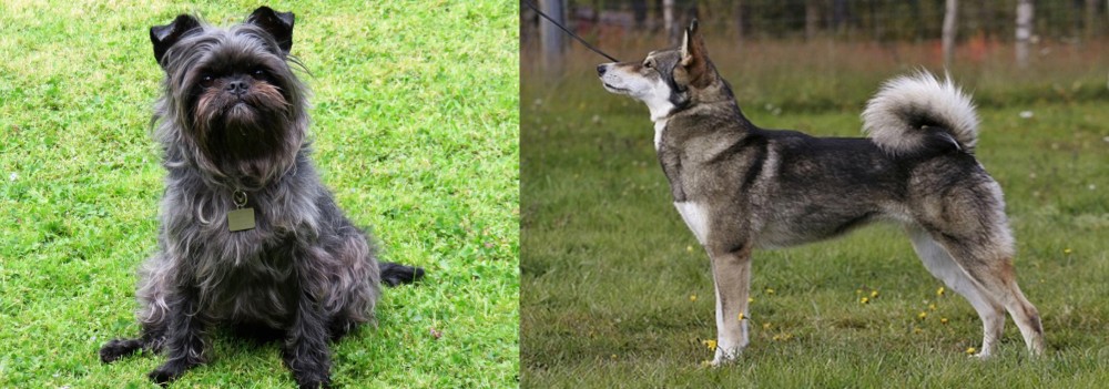 East Siberian Laika vs Affenpinscher - Breed Comparison