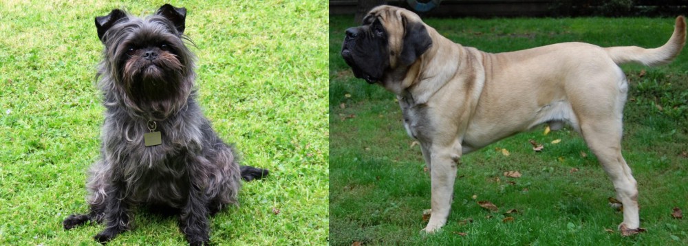 English Mastiff vs Affenpinscher - Breed Comparison