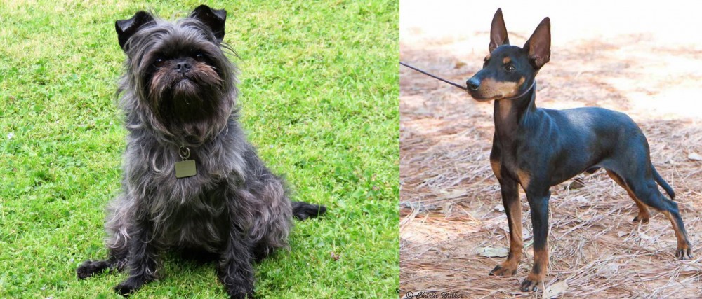 English Toy Terrier (Black & Tan) vs Affenpinscher - Breed Comparison