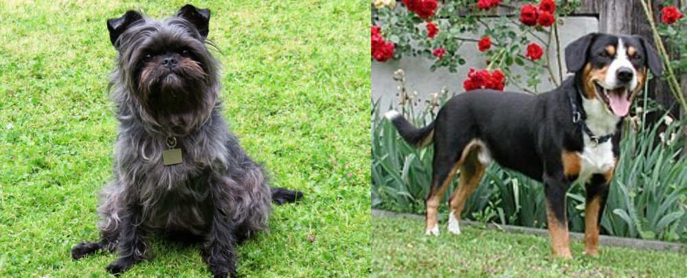 Entlebucher Mountain Dog vs Affenpinscher - Breed Comparison