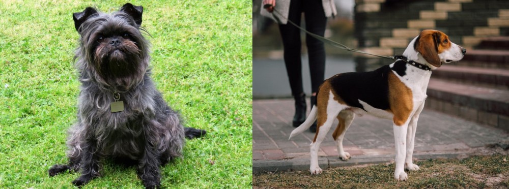 Estonian Hound vs Affenpinscher - Breed Comparison