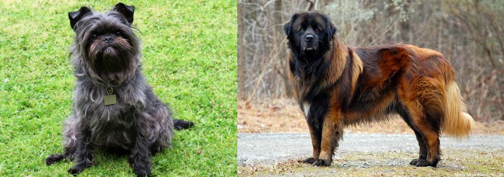 Estrela Mountain Dog vs Affenpinscher - Breed Comparison