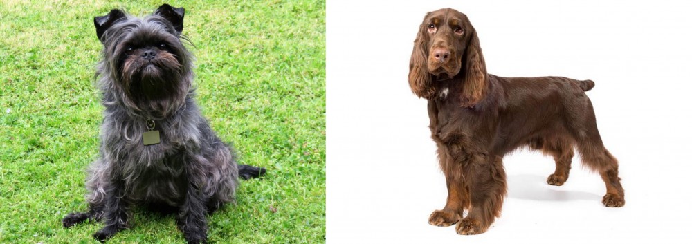 Field Spaniel vs Affenpinscher - Breed Comparison